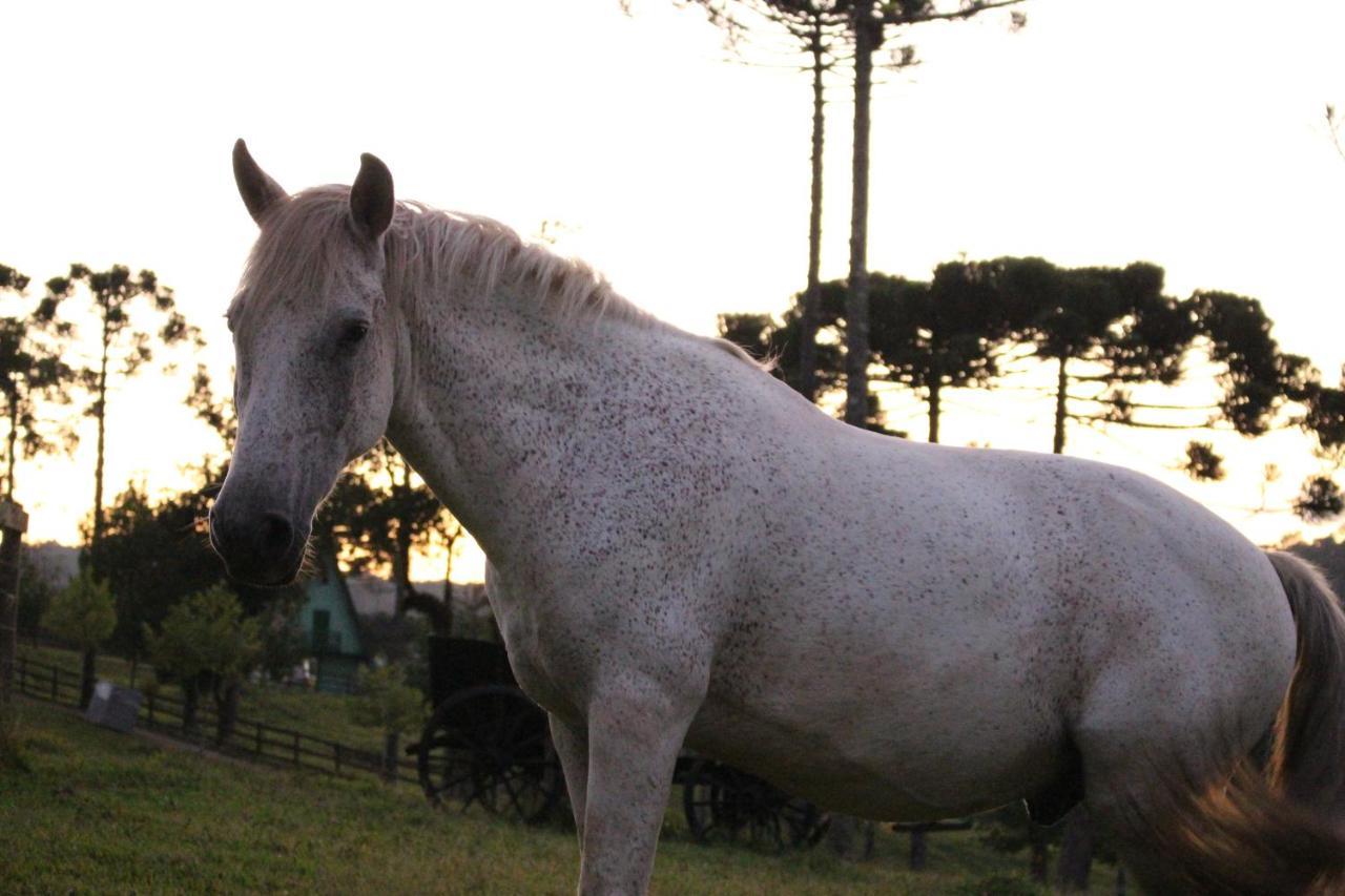 Sitio Arapongas Willa Campo Alegre  Zewnętrze zdjęcie